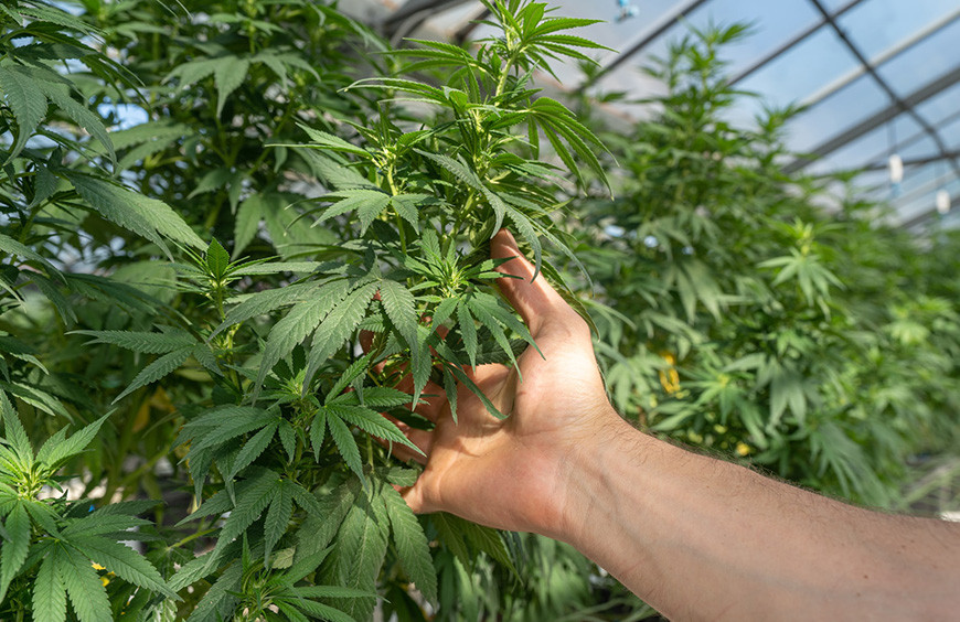 Un Zoom sur les cultivateurs de CBD en France (Des agriculteurs comme les autres)