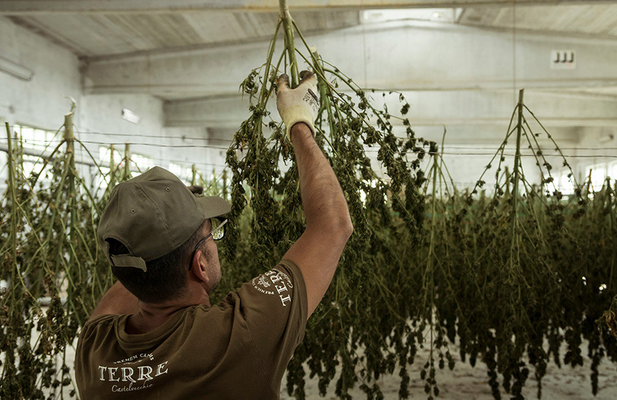 Origine CBD s'engage à fournir la meilleure qualité des fleurs CBD sans THC
