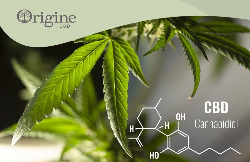 Qu’est-ce que Le CBD ? Origine CBD Vous Explique