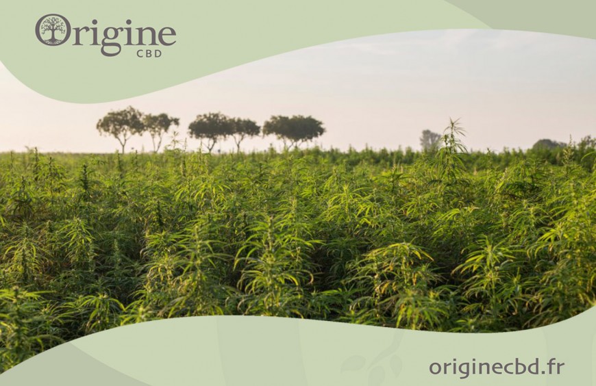 L'Histoire Du CBD
