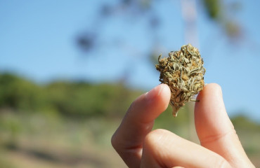 10-OH-HHC : Un Cannabinoïde Innovant