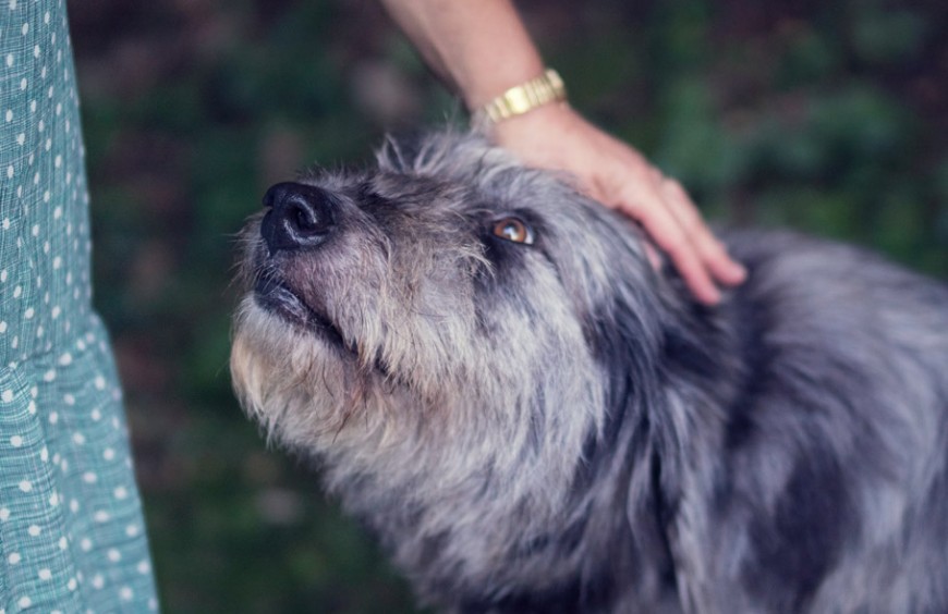 Huile de CBD pour chien : Tout ce que vous devez savoir !