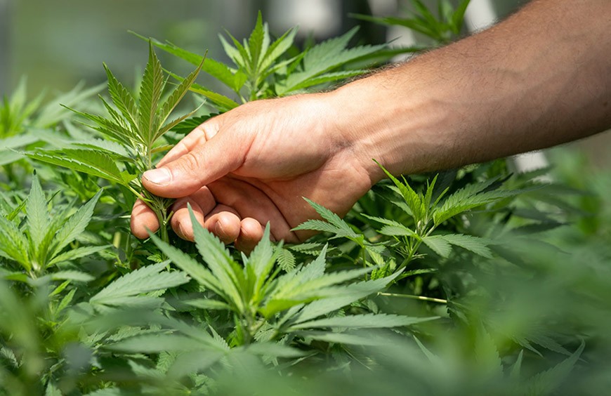 Quelle est l'origine du CBD ?  Utilisation et histoire,  législation en France