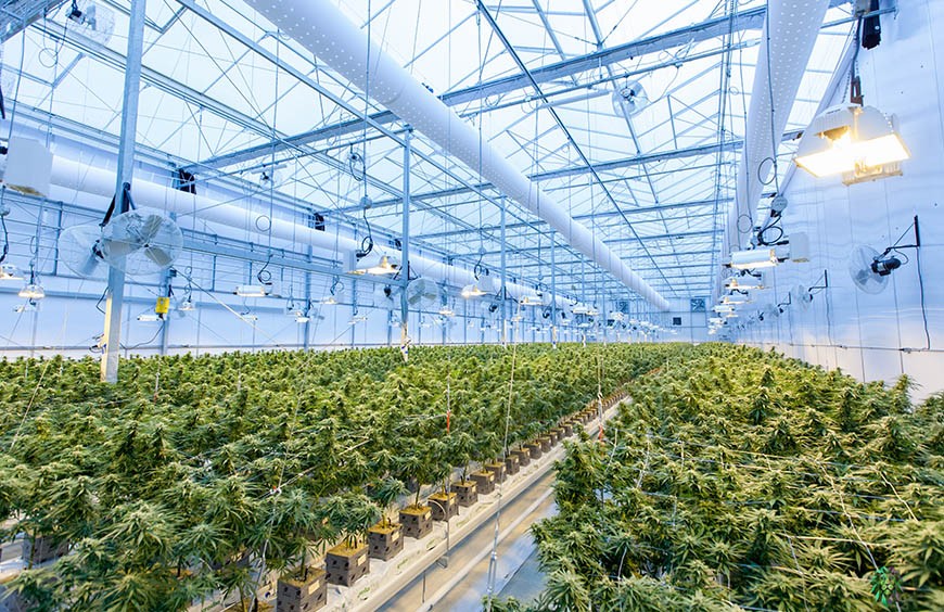 Origine , où est cultivé le chanvre , qui fabrique : Tout Savoir sur le CBD