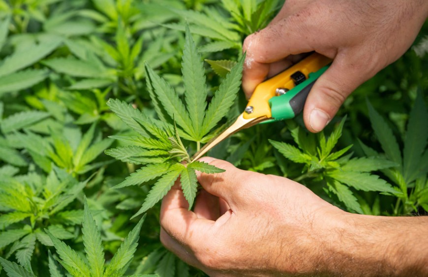 CBD BIO ET CBD NON-BIO : Quelles différences et quels intérêts ?