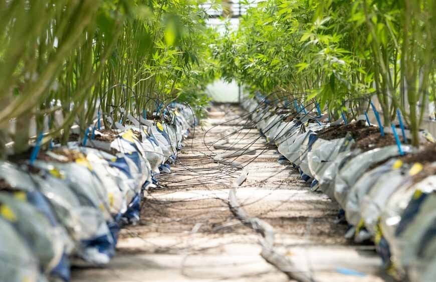 La culture de chanvre, une solution efficace pour dépolluer les sols