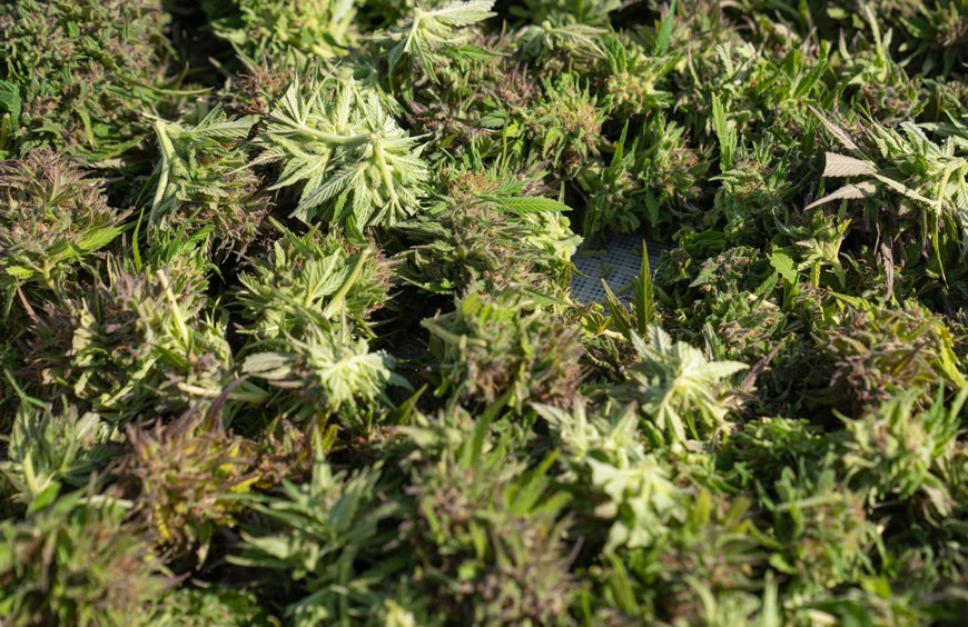 Les différents types de culture des fleurs de CBD