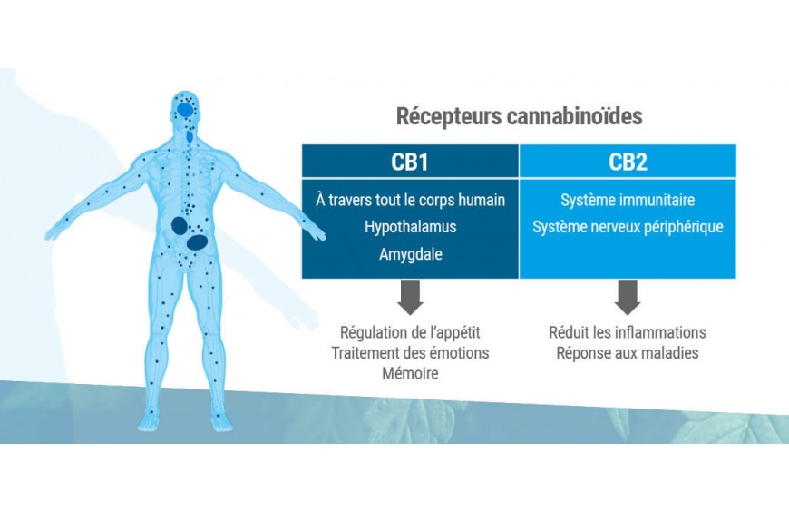 Comprendre les récepteurs et le système endocannabinoïde