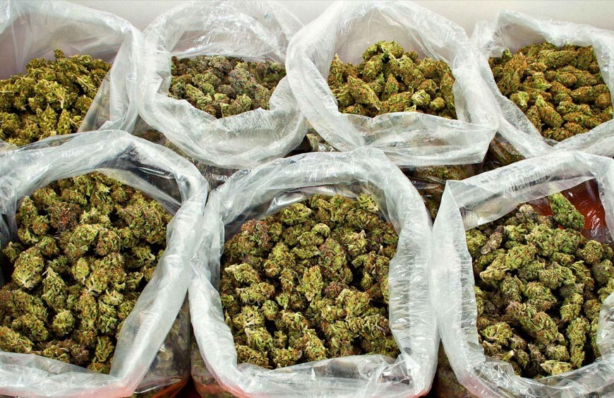 Comment bien choisir son Grossiste ou fournisseur CBD ? 