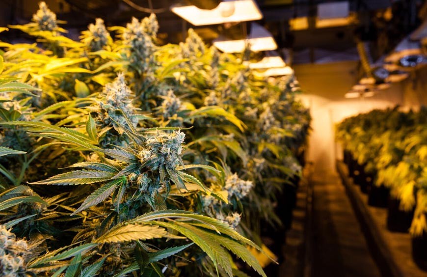 Les différences entre grossiste et franchise CBD