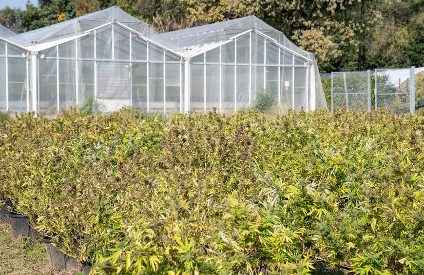 La Culture de CBD : Les principaux environnements de culture