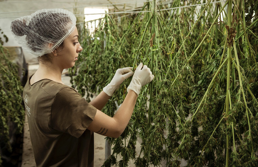 Origine CBD : Quelle est l'origine du CBD présent sur notre catalogue