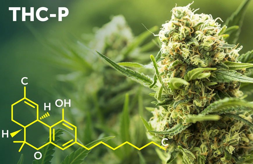 Tout ce qu’il faut savoir sur le D9-THCP
