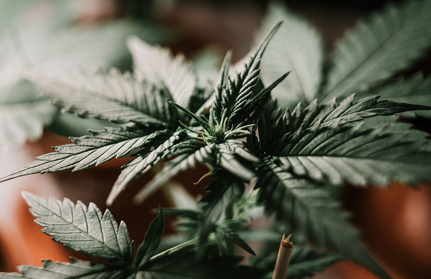 H3CBN | Tout savoir sur ce dérivé du CBD : Origine CBD vous explique